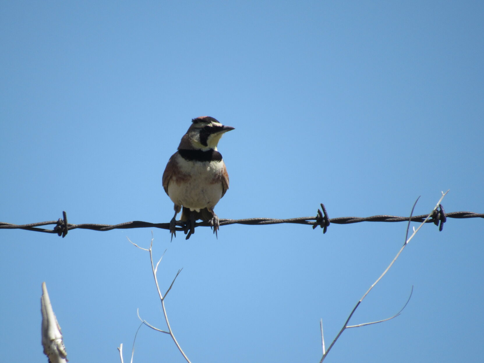 Horned lark